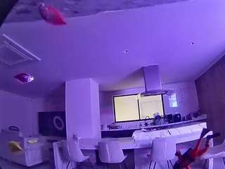 voyeurcam casa salsa fishtank