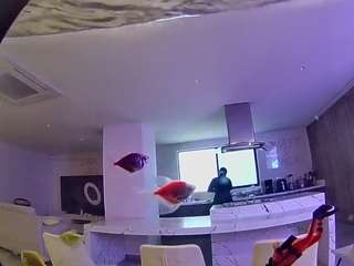 voyeurcam-casa-salsa-fishtank live cam profile