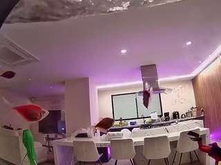 voyeurcam-casa-salsa-fishtank