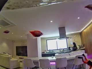 voyeurcam-casa-salsa-fishtank Drinking live webcam
