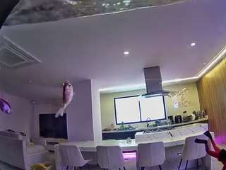 voyeurcam-casa-salsa-fishtank