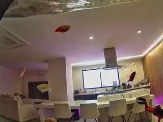 voyeurcam-casa-salsa-fishtank Live Webcam on CamSoda