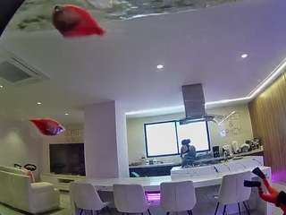 voyeurcam-casa-salsa-fishtank live cam profile