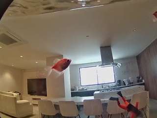 voyeurcam-casa-salsa-fishtank