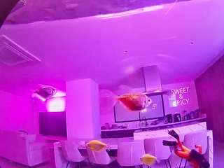 voyeurcam-casa-salsa-fishtank