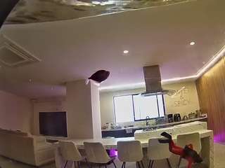 voyeurcam-casa-salsa-fishtank
