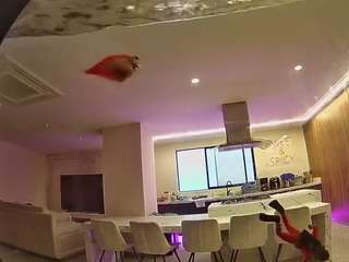 voyeurcam-casa-salsa-fishtank