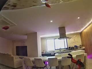 voyeurcam-casa-salsa-fishtank