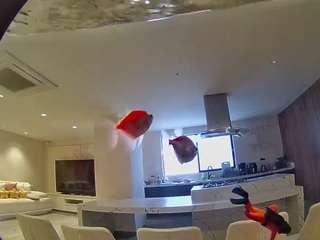 voyeurcam-casa-salsa-fishtank