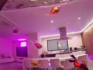 voyeurcam casa salsa fishtank