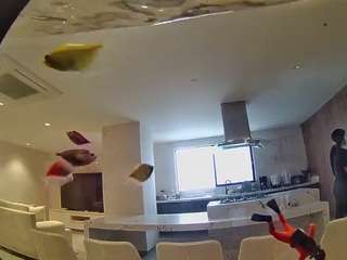 voyeurcam casa salsa fishtank