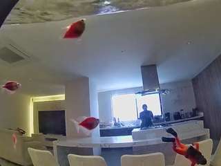 voyeurcam-casa-salsa-fishtank