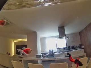 voyeurcam-casa-salsa-fishtank