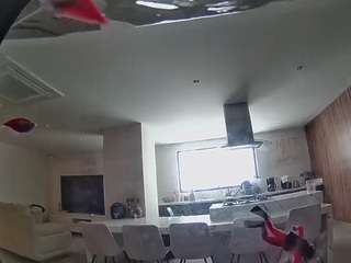 voyeurcam casa salsa fishtank