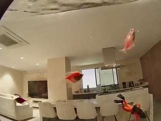 voyeurcam-casa-salsa-fishtank
