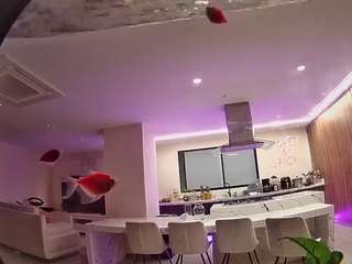 voyeurcam-casa-salsa-fishtank