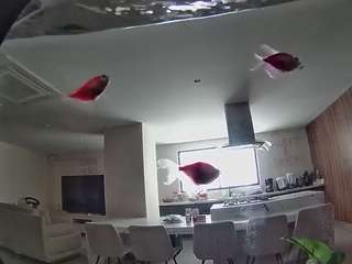voyeurcam-casa-salsa-fishtank