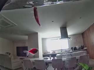 voyeurcam-casa-salsa-fishtank