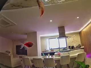 voyeurcam-casa-salsa-fishtank