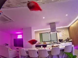 voyeurcam-casa-salsa-fishtank