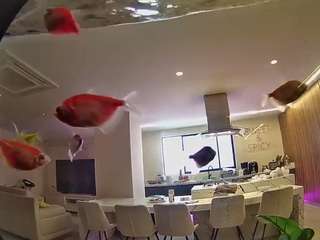 voyeurcam-casa-salsa-fishtank