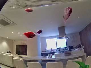 voyeurcam-casa-salsa-fishtank
