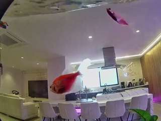 voyeurcam-casa-salsa-fishtank