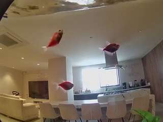 voyeurcam-casa-salsa-fishtank