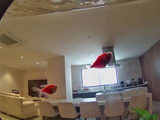 voyeurcam-casa-salsa-fishtank