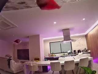 voyeurcam-casa-salsa-fishtank
