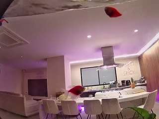 voyeurcam-casa-salsa-fishtank