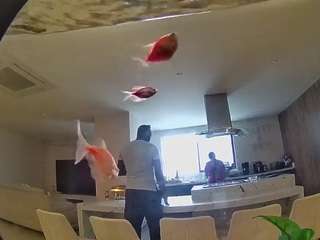 voyeurcam-casa-salsa-fishtank