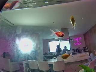 voyeurcam-casa-salsa-fishtank