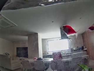 voyeurcam-casa-salsa-fishtank