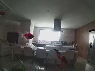 voyeurcam-casa-salsa-fishtank