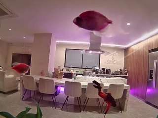 voyeurcam-casa-salsa-fishtank