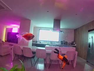 यह मॉडल अभी लाइव है. voyeurcam-casa-salsa-fishtank