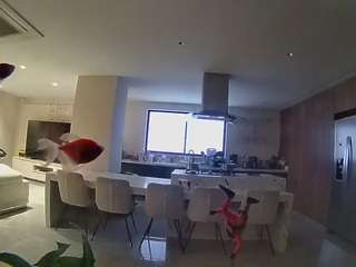 Dit model is nu live. voyeurcam-casa-salsa-fishtank