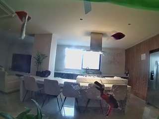 voyeurcam-casa-salsa-fishtank