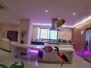 voyeurcam-casa-salsa-fishtank