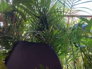 anastaxialynn Live Webcam on CamSoda