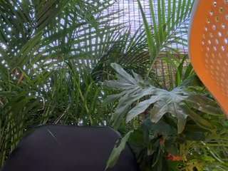 anastaxialynn Live Webcam on CamSoda