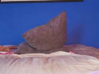 liccy-hall webcam