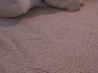 carolart Live Webcam on CamSoda
