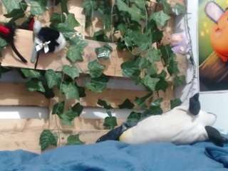 niniwild Live Webcam on CamSoda