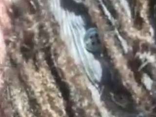 exoticadivine's CamSoda show and profile