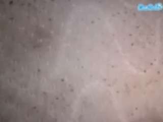Papipolla