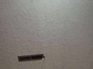 Papipolla