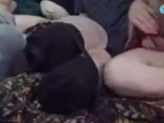 Papipolla