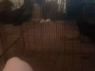 Live cam show with foxx87